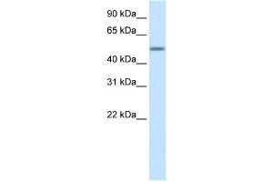WB Suggested Anti-HSZFP36 Antibody Titration:  0. (ZNF823 antibody  (Middle Region))