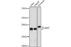 Western blot analysis of extracts of various cell lines, using  Rabbit mAb (ABIN7265484) at 1:1000 dilution.