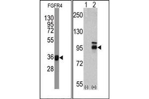 Western Blotting (WB) image for anti-Fibroblast Growth Factor Receptor 4 (FGFR4) antibody (ABIN356413) (FGFR4 antibody)