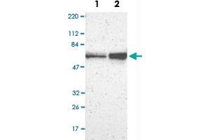 Western Blot analysis of Lane 1: RT-4 and Lane 2: U-251MG sp cell lysates with NUP62 polyclonal antibody . (NUP62 antibody)