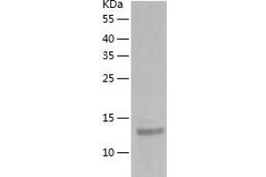 Western Blotting (WB) image for Interleukin 32 (IL32) (AA 1-131) protein (His tag) (ABIN7285722) (IL32 Protein (AA 1-131) (His tag))