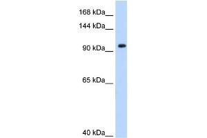 WB Suggested Anti-SF3A1 Antibody Titration:  0.