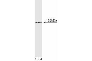 TAF4 anticorps  (AA 454-565)