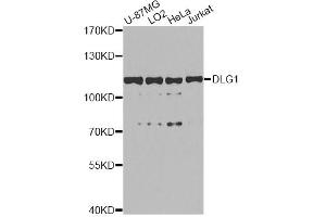Western blot analysis of extracts of various cell lines, using DLG1 antibody.