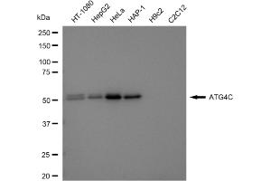 Western blotting analysis using ATG4C antibody (ABIN7797712).