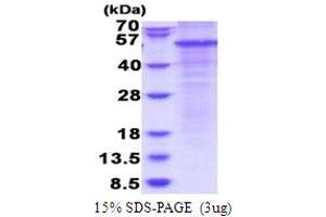 SDS-PAGE (SDS) image for Complement Factor P (CFP) (AA 28-469) protein (His tag) (ABIN5853789)