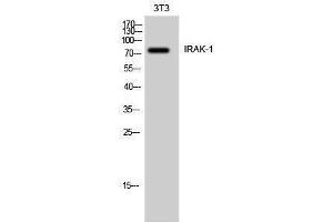 Western Blotting (WB) image for anti-Interleukin-1 Receptor-Associated Kinase 1 (IRAK1) (Ser6) antibody (ABIN3175695) (IRAK1 antibody  (Ser6))
