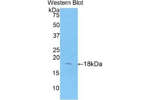 Detection of Recombinant ANXA4, Porcine using Polyclonal Antibody to Annexin A4 (ANXA4) (Annexin IV antibody  (AA 3-151))