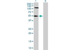 Western Blot analysis of FEN1 expression in transfected 293T cell line by FEN1 MaxPab polyclonal antibody. (FEN1 antibody  (AA 1-380))