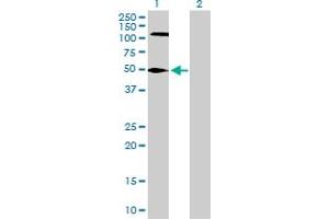 Western Blot analysis of FEN1 expression in transfected 293T cell line by FEN1 MaxPab polyclonal antibody.