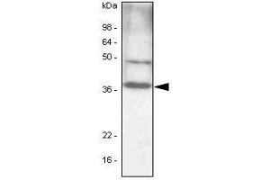 NIH 3T3 cell lysates(30 ug) were resolved by SDS-PAGE, transferred to PVDF membrane and probed with anti-human C/EBP-beta antibody (1:1,000). (CEBPB antibody  (AA 1-271))