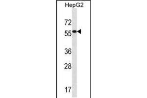 Western blot analysis in HepG2 cell line lysates (35ug/lane). (ALDH3B2 antibody  (C-Term))