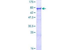Nicalin Protein (NCLN) (AA 1-563) (GST tag)