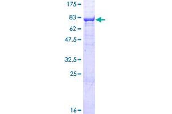 Nicalin Protein (NCLN) (AA 1-563) (GST tag)