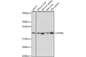Western blot analysis of extracts of various cell lines, using PSME1 Rabbit mAb (ABIN7269590) at 1:1000 dilution. (PSME1 antibody)