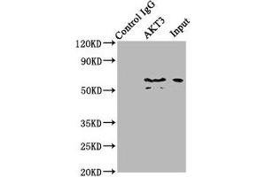Western Blotting (WB) image for anti-V-Akt Murine Thymoma Viral Oncogene Homolog 3 (Protein Kinase B, Gamma) (AKT3) (AA 1-164) antibody (ABIN7167032)