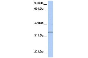 C3ORF62 antibody used at 1 ug/ml to detect target protein. (C3orf62 antibody  (Middle Region))