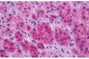 SLC17A7 antibody  (AA 501-514)