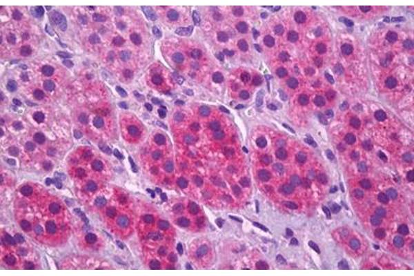 SLC17A7 antibody  (AA 501-514)
