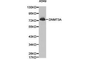 Western Blotting (WB) image for anti-DNA (Cytosine-5-)-Methyltransferase 3 alpha (DNMT3A) antibody (ABIN1872325)