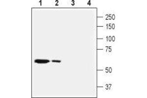 Western blot analysis of mouse liver (lanes 1 and 3) and rat heart (lanes 2 and 4) membranes: - 1,2. (SLC28A2 antibody  (Intracellular, N-Term))