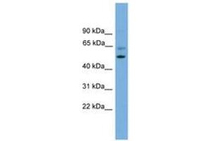 Image no. 1 for anti-Proteasome (Prosome, Macropain) 26S Subunit, Non-ATPase, 12 (PSMD12) (AA 301-350) antibody (ABIN6745221) (PSMD12 antibody  (AA 301-350))