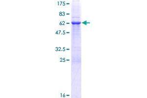 GIMAP7 Protein (AA 1-300) (GST tag)