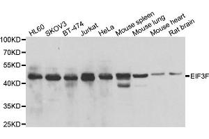 Western blot analysis of extracts of various cell lines, using EIF3F antibody. (EIF3F antibody)