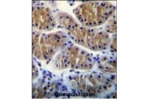 ANKRD5 Antibody (C-term) (ABIN655210 and ABIN2844824) immunohistochemistry analysis in formalin fixed and paraffin embedded human stomach tissue followed by peroxidase conjugation of the secondary antibody and DAB staining. (ANKRD5 antibody  (C-Term))