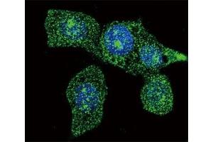Confocal immunofluorescent analysis of ACOX1 antibody with HeLa cells followed by Alexa Fluor 488-conjugated goat anti-mouse lgG (green). (ACOX1 antibody)