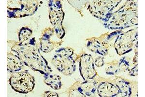 Immunohistochemistry of paraffin-embedded human placenta tissue using ABIN7171227 at dilution of 1:100 (Syntaxin 12 antibody  (AA 1-250))