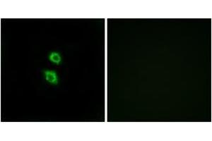 Immunofluorescence analysis of MCF7 cells, using ARSD Antibody. (Arylsulfatase D antibody  (AA 331-380))