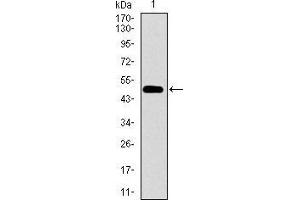 Western blot analysis using CD33 mAb against human CD33 recombinant protein.