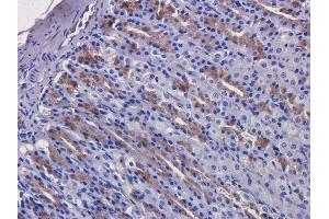 Immunohistochemical staining of rat stomach tissue using anti-EGFR antibody  C225 (Cetuximab) Anti-EGFR staining of formaldehyde fixed paraffin embedded rat stomach tissue, at 40x magnification. (Recombinant EGFR (Cetuximab Biosimilar) antibody)