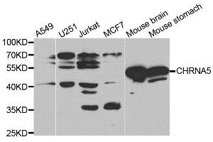 Western blot analysis of extracts of mouse brain tissue cell lines, using CHRNA5 antibody. (CHRNA5 antibody)