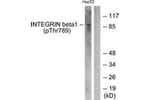 Western blot analysis of extracts from HepG2 cells treated with Ca2+ 40uM 30', using Integrin beta1 (Phospho-Thr789) Antibody. (ITGB1 antibody  (pThr789))