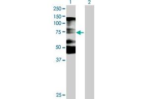 Western Blot analysis of NOLC1 expression in transfected 293T cell line by NOLC1 MaxPab polyclonal antibody. (NOLC1 antibody  (AA 1-700))