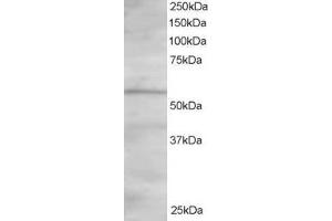 ABIN185116 staining (1. (OSBPL2 antibody  (C-Term))