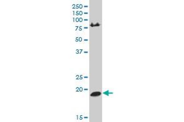HRASLS antibody  (AA 55-138)