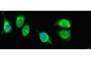 Immunofluorescent analysis of A549 cells using ABIN7157230 at dilution of 1:100 and Alexa Fluor 488-congugated AffiniPure Goat Anti-Rabbit IgG(H+L) (KANSL1 antibody  (AA 815-1086))