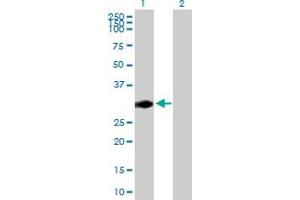 Western Blot analysis of CENPP expression in transfected 293T cell line by CENPP MaxPab polyclonal antibody. (CENPP antibody  (AA 1-288))