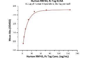 ELISA image for Ring Finger Protein 43 (RNF43) (AA 44-197) (Active) protein (Fc Tag) (ABIN7013543)