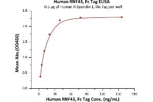 Immobilized Human R-Spondin 1, His Tag (ABIN2181684,ABIN2181683) at 5 μg/mL (100 μL/well) can bind Human RNF43, Fc Tag (ABIN6973211) with a linear range of 2-20 ng/mL (QC tested). (RNF43 Protein (AA 44-197) (Fc Tag))