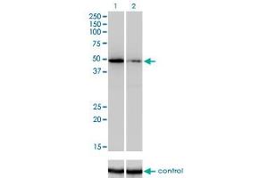 Western blot analysis of ZNF207 over-expressed 293 cell line, cotransfected with ZNF207 Validated Chimera RNAi (Lane 2) or non-transfected control (Lane 1). (ZNF207 antibody  (AA 1-110))