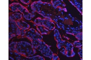 IF analysis of Annexin A10/ANXA10 using anti-Annexin A10/ANXA10 antibody (ABIN7601853).