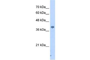 PIP3-E antibody used at 2. (ICEF1 antibody  (C-Term))