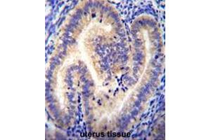 CCDC54 Antibody (Center) immunohistochemistry analysis in formalin fixed and paraffin embedded human uterus tissue followed by peroxidase conjugation of the secondary antibody and DAB staining. (CCDC54 antibody  (Middle Region))