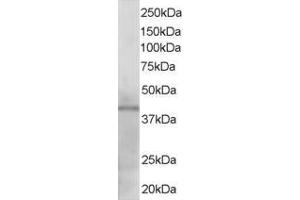 ABIN184727 staining (1µg/ml) of Human Heart lysate (RIPA buffer, 35µg total protein per lane). (KLF3 antibody  (N-Term))