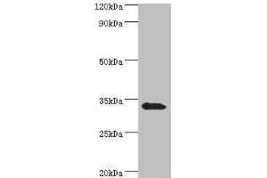 Western blot All lanes: Mitochondrial brown fat uncoupling protein 1 antibody at 2 μg/mL + Mouse kidney tissue Secondary Goat polyclonal to rabbit IgG at 1/10000 dilution Predicted band size: 33 kDa Observed band size: 33 kDa (UCP1 antibody  (AA 1-307))