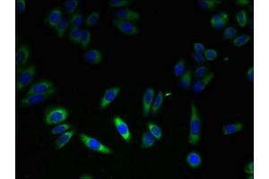 Immunofluorescence (IF) image for anti-FK506 Binding Protein 11, 19 KDa (FKBP11) (AA 28-154) antibody (ABIN7162815)